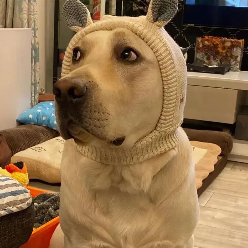 Large yellow dog wearing beige knitted ear muffs with cute bear ears, sitting indoors on a couch